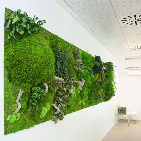 Greenarea Ideális közvetlen napfénytől mentes helyekre